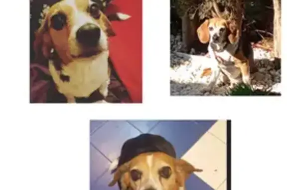 Perro Perdido en Carrer Mirador, Blanes