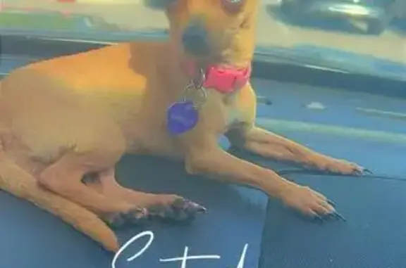Missing dog San Antonio, photo: Lost: Tiny Light Brown Dog in San Antonio