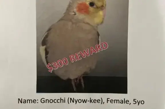 Lost Cockatiel: Gray/Yellow, NW 84th Ave