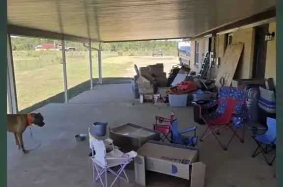 Missing dog Dothan, photo: Lost Dog: Brown with Orange Collar, Hank