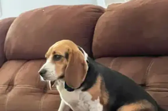 Lost 2-Year-Old Female Dog in Kokomo