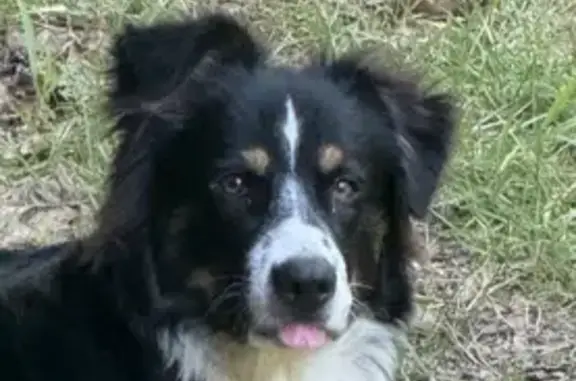 Lost Dog Near Cantrell Rd, Little Rock