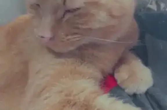 Sweet, Social Cat Lost on Texas Ave