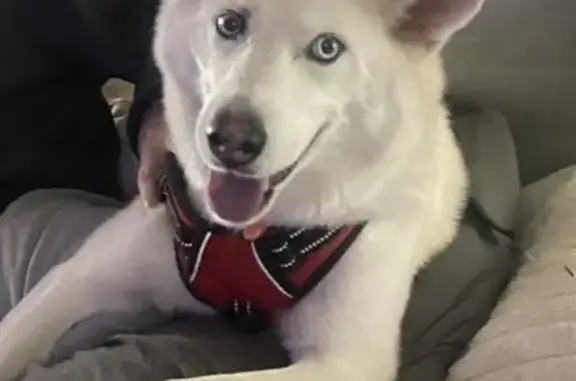 Lost Dog: White Fur, Blue Eyes, Mt. Washington