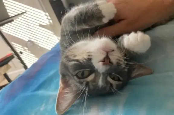 Missing cat Indian Harbour Beach, photo: Lost Gray Tabby: White Paws & Pink Nose