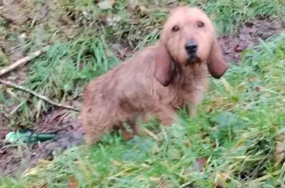 Chien trouvé , photo: Chien marron trouvé à Noyal-Pontivy
