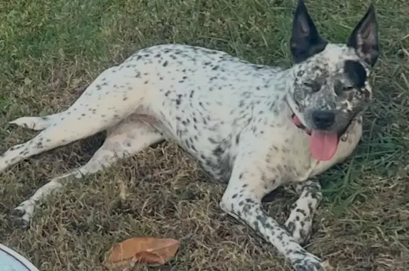 Missing dog Kingsport, photo: Missing: Friendly Spotted Cattle Pit Mix