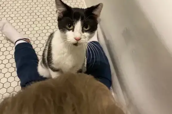 Lost: Friendly Black & White Cat in KC