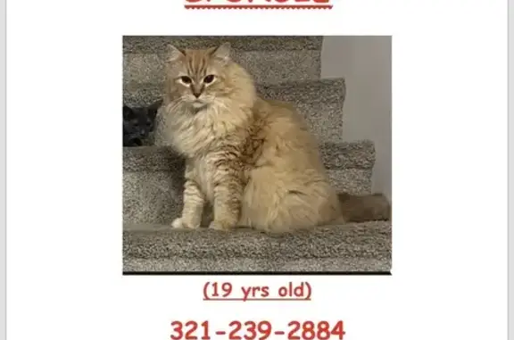 Missing cat Cocoa, photo: Lost 19-Yr-Old Orange Cat in Cocoa Area