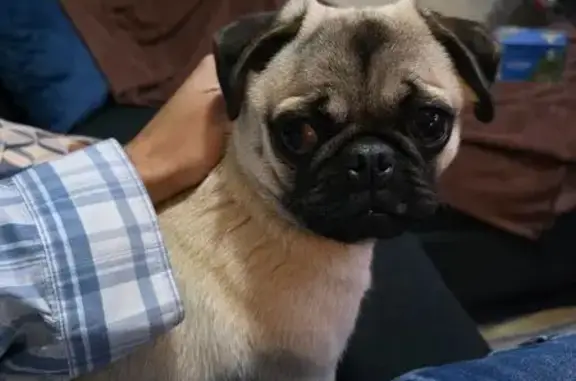 Color blanco y cafe, perro hembra pug,