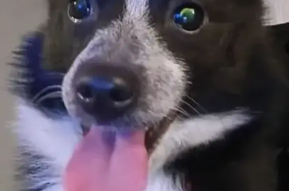 Found dog Detroit, photo: Found Black & White Dog on Indiana Ave