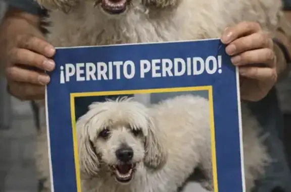Perro Blanco Herido en Culiacá...