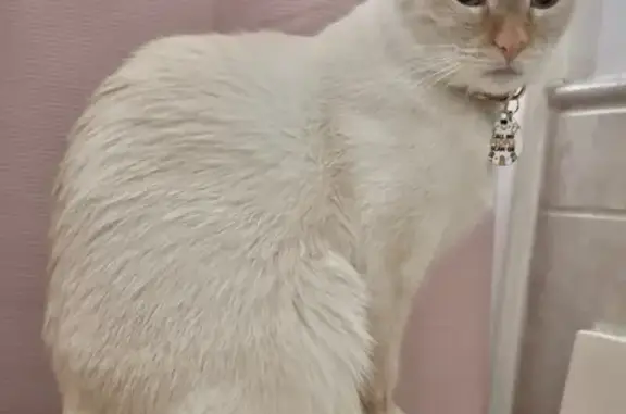 Lost White Cat: Pink Collar, San Jose