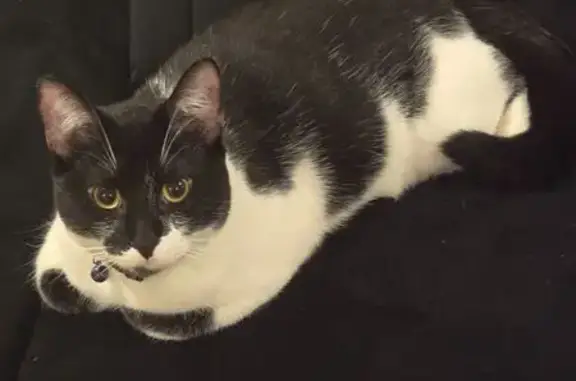Missing cat Tampa, photo: Lost Black & White Cat in Tampa
