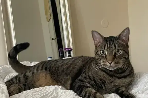 Help Find Lost Male Tabby in Deerfield!