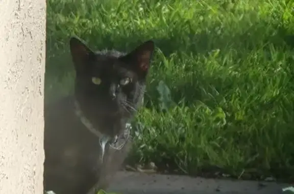 Found cat San Jose, photo: Found Black Cat: Blue Collar, Green Eyes