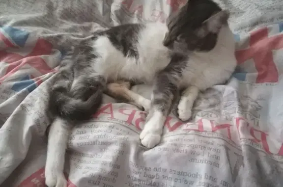 Chat perdu, , photo: Chat perdue Spidi, grise/blanche, Cayrac