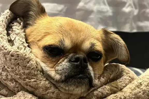 Lost: Brown Chihuahua, 6, Cape Town