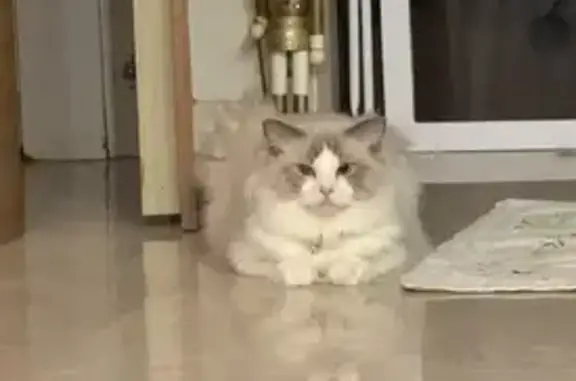 Missing cat Singapore, photo: Lost Ragdoll Cat: Olaf in Singapore