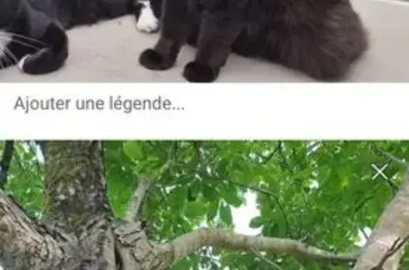 Chatte perdue Yzosse : Minette, yeux verts - photo