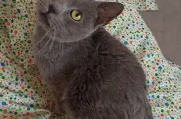 Gato encontrado , foto: Pequeño Gato Gris Encontrado en Andalucía