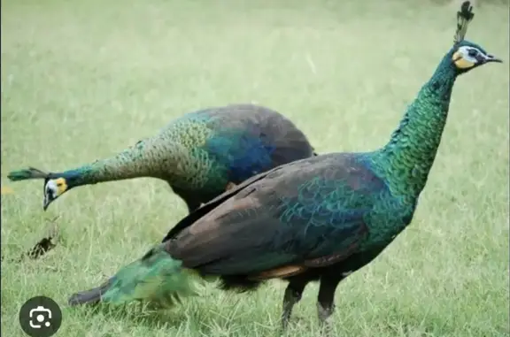 Animaux perdus , photo: Paons échappés : aide pour les retrouver