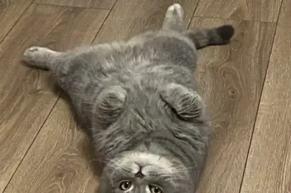 Зникла сіренька кішка Димко в Івано-Франківську