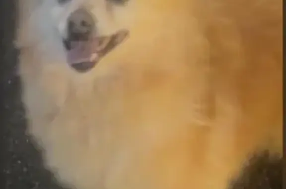 Found Dog: Blue Collar, Fairwa...