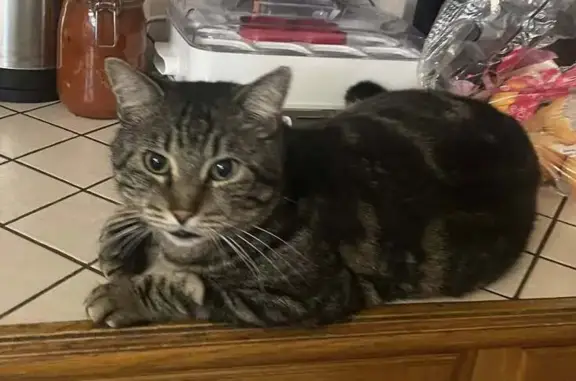 Chat tigré perdu à Nîmes, quartier Mas - photo