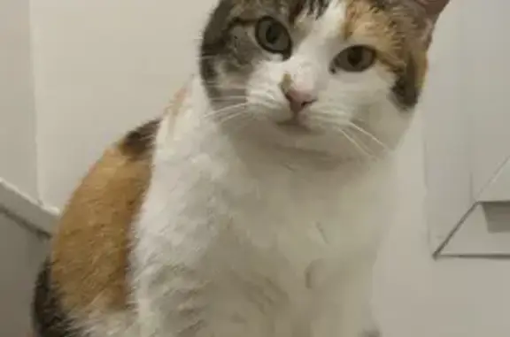 Chat perdu, Mézières-en-Brenne, photo: Chatte écaille perdue à Mézières-en-Brenne