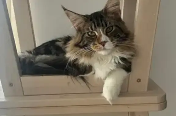 Chat perdu à Fleury-Mérogis : Toki disparu - photo