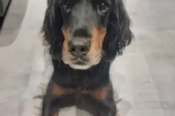 Chienne Setter Gordon perdue à Meulan - photo