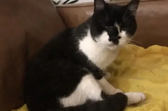 Animaux perdus , photo: Chat noir et blanc perdu à Lachambre