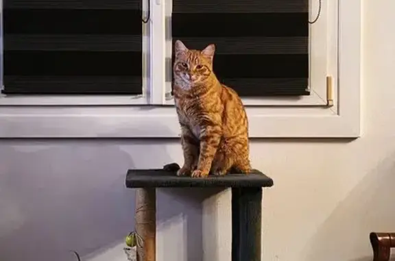 Animaux perdus Montreuil-aux-Lions, photo: Chat roux perdu, pucé, 1 an, Montreuil