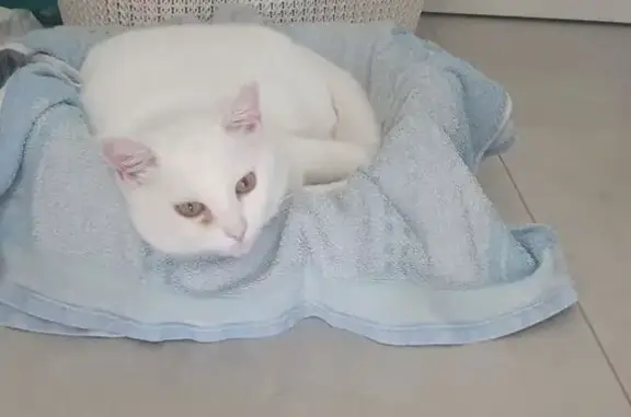 Chatte blanche perdue, œil droit coule - photo