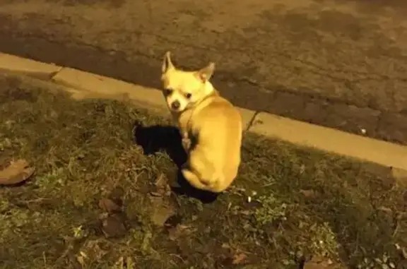 Chien trouvé Bruay-sur-l'Escaut, photo: Chihuahua beige trouvé à Bruay-sur-l'Escaut