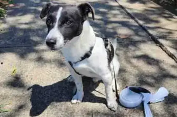 Lost pets Sydney, photo: Lost Dog: White with Black Patches, Sydney