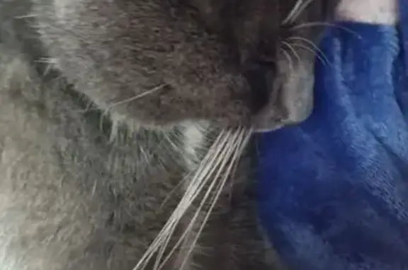 Chat perdu blanc/gris, peureux, Beuvry - photo