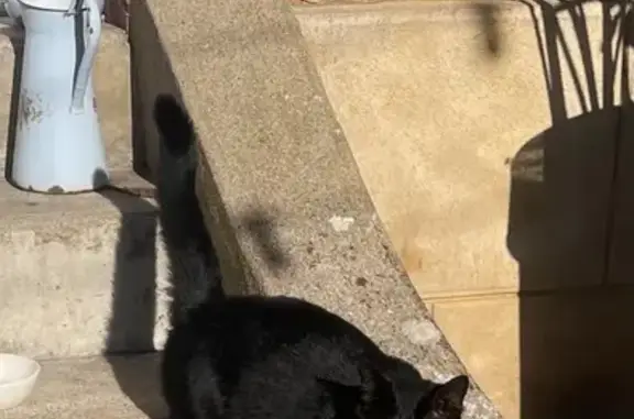 Chat trouvé , photo: Chatte câline noire trouvée à Albefeuille
