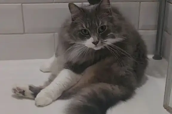 Animaux perdus Bourron-Marlotte, photo: Chat perdu : gris/blanc, poils longs, craintif