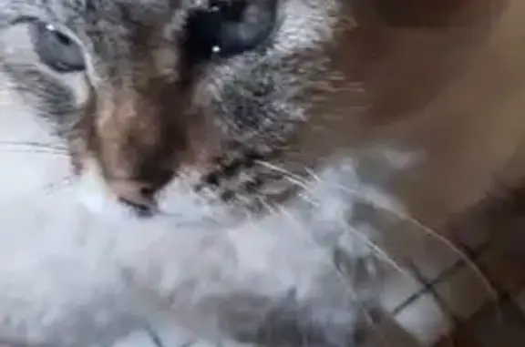 Animaux perdus Sillans, photo: Chatte beige siamoise perdue à Sillans