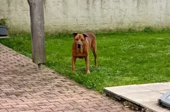 Chien perdu Nouvelle-Aquitaine, photo : Chien marron perdu à Montpellier-de-Médillan