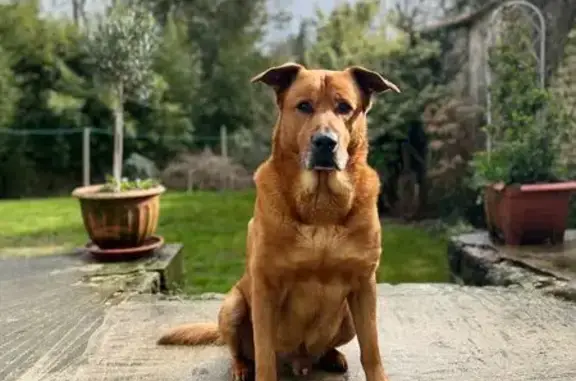 Chien perdu Nouvelle-Aquitaine, photo : Chien âgé perdu, gentil mais craintif chiens