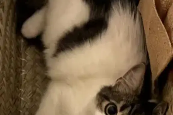Animaux perdus , photo: Chat perdu à Pertuis : Léon, 9 mois, pucé