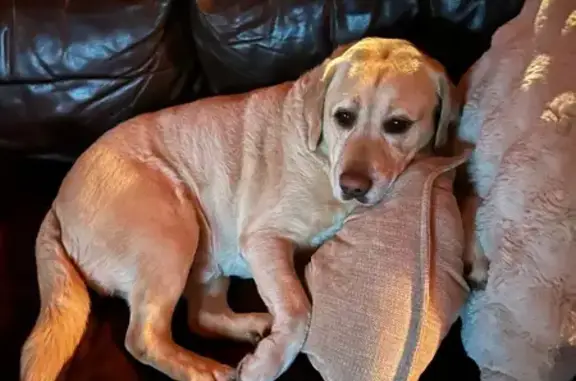 Lost Yellow Lab with Crooked Toe in Powhatan