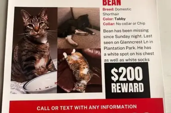 Lost and found pets Harvest, photo: Help Find Bean: Missing Tabby in Harvest