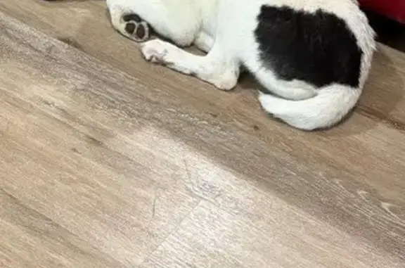 Lost Dog: White with Black Spots, Columbia