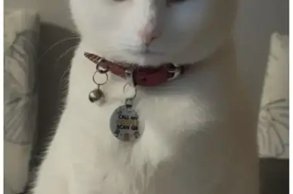 Lost Deaf Cat: White with Odd Eyes