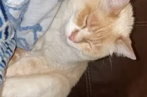 Lost: Friendly White Cat with Blue Eyes