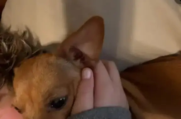 Missing dog Amarillo, photo: Lost Chihuahua: Fawn & White in Amarillo